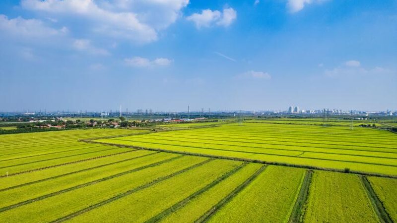 农产品批发市场进货分类指南：如何高效选择优质产品**