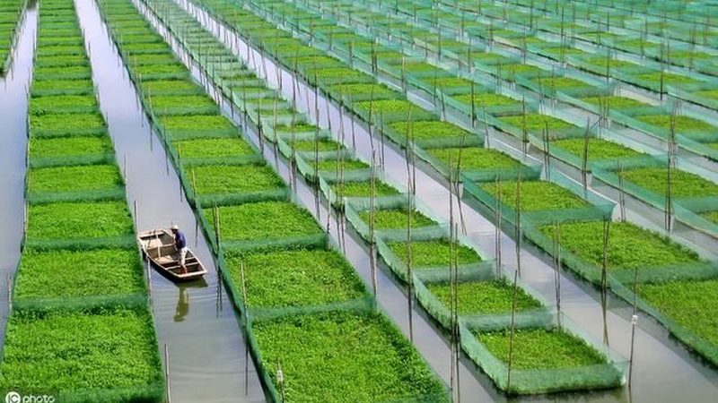 农业种植全流程步骤详解：从土壤到收获