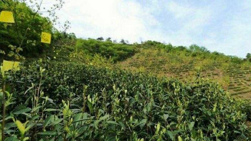 生态农业与有机农业：如何辨别优质公司？**