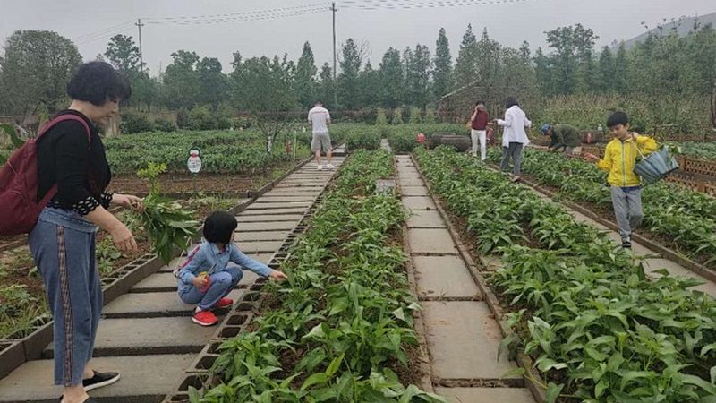 生态农业模式：种植技术标准的探索与实践**
