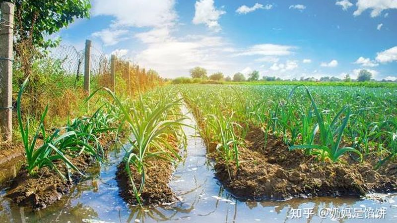 家庭农场注册：注意事项与潜在风险揭秘
