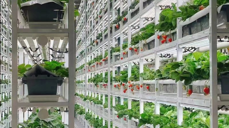 农业项目品牌对比：揭秘十大品牌背后的价值与价格
